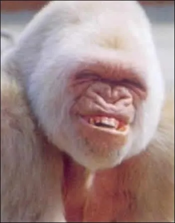 L'orang outan peut tre blanc !