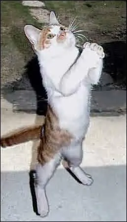 Le dieu chat est pri par ...