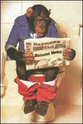 Un chimpanz sauvage est capable d'utiliser un outil !