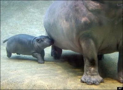 Le bb hippopotame tte en apne !