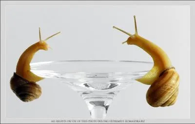 Que pouvez-vous mettre comme produit dans un jardin pour attirer ou loigner les escargots et les limaces ?