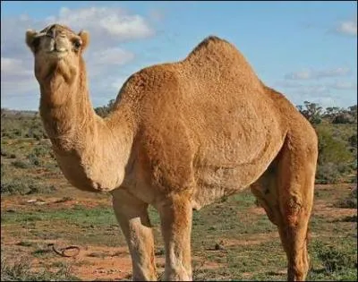 Le chameau vit en Afrique !