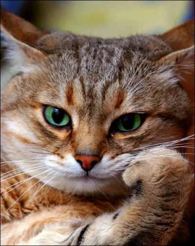 Les moustaches du chat s'appellent des vibrices !