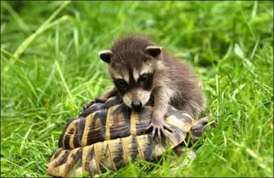 Ce bb petit panda s'amuse avec une tortue d'eau !