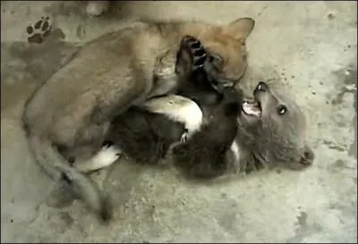 Des loups et des ours peuvent se croiser en France !