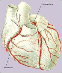 Les artères coronaires partent de l'aorte