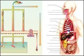 Les composants des aliments absorbs et assimils sont distribus aux diffrentes parties du corps par la lymphe.