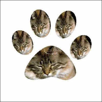 Expression sur les animaux, 'retomber toujours sur ses pattes' signifie :