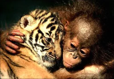 C'est un bb orang outan et un bb lopard !