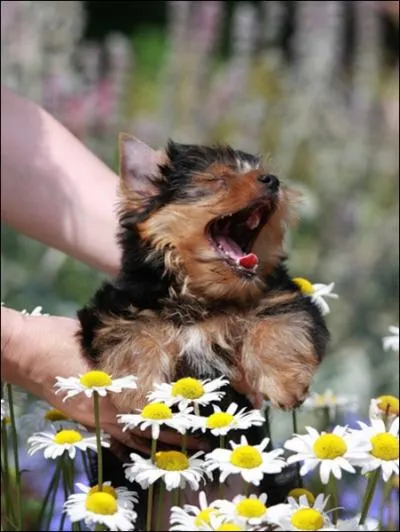 Le renardeau n'a pas l'air content !