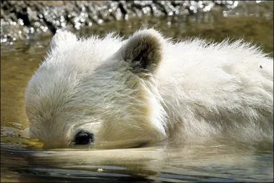 C'est un ourson blanc !