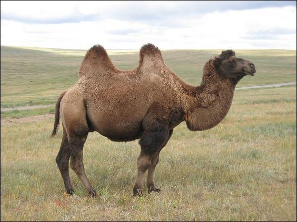 Quel nom donne-t-on aux femelles des chameaux ?
