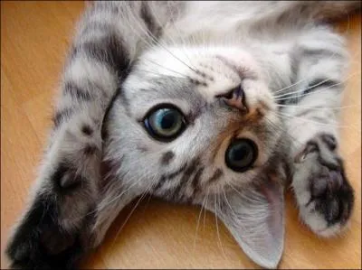 Comment se nomme la femelle de ce mignon animal ?