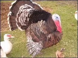 Et connaissez-vous le nom de celle-l ?