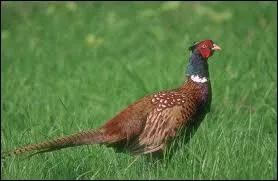 Ou bien encore la femelle du faisan ?