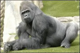 Comment s'appelle la femelle du gorille ?