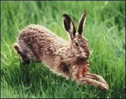 Et communiquez-moi aussi le nom de la femelle du livre.