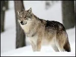 Et quelle est celle du loup ?