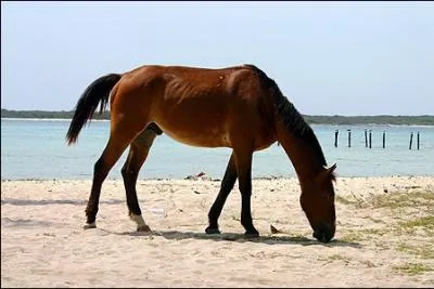 Connaissez-vous le nom de la femelle du cheval ?