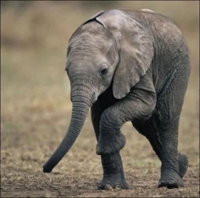 Comment ce mammifre s'allaite-t-il ?