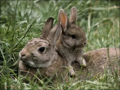 Ces lapins sont des lapins d'levage !
