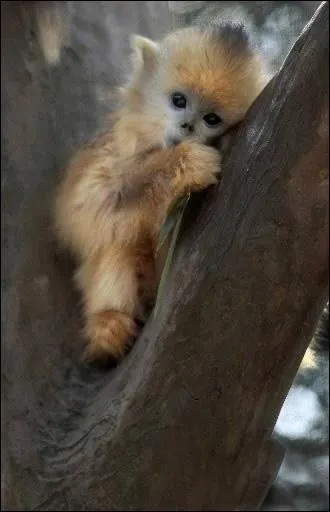 Ce chaton adore grimper aux arbres !