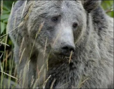 Si vous tes attaqu par un grizzly, le plus sr est ...