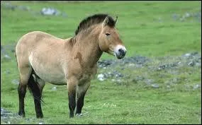 Le cheval de Przewalski est-il l'anctre du cheval ?