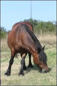 Peut-on dresser un cheval  la voix ?