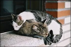 Combien y a-t-il de chats en Europe ?