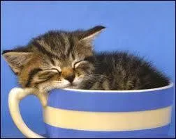 En moyenne, combien d'heures par jour un chat dort-il ?