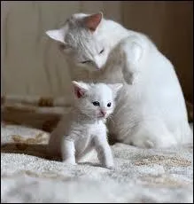 Les chats sont des...