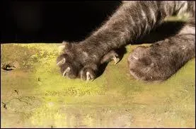 Comment sont les griffes des chats ?