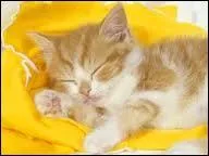 Quand est-ce que les chats ronronnent ?