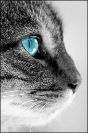 Un chat est-il un flin ?