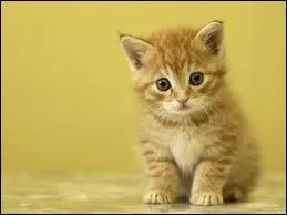 Comment appelle-t-on le bb du chat ?