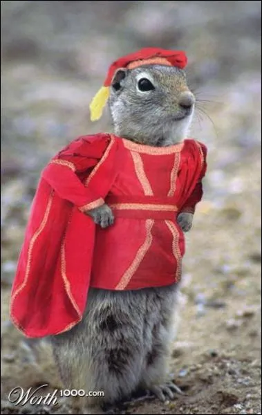 L'cureuil ne chasse ni de jour, ni de nuit, il est vgtarien !