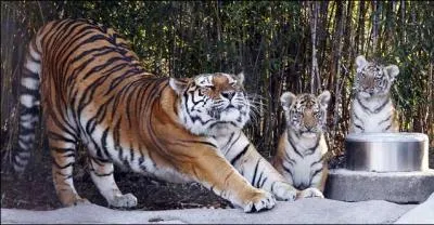 Il chasse au crpuscule !