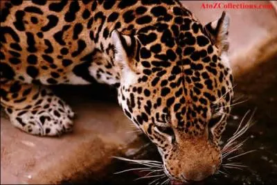 En Amazonie, il chasse de nuit !