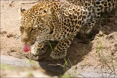 En Afrique, il chasse de nuit !