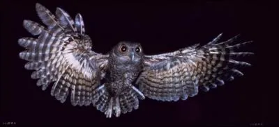 Toutes les chouettes chassent de nuit !