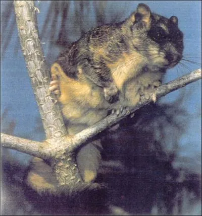 Cet �cureuil a une particularit� !