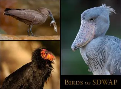 L'un de ces trois oiseaux s'appelle 'Bec en sabot', o� se trouve-t-il ?