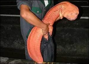 Cet animal vit dans l'eau, on l'appelle ...