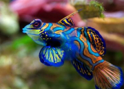 Quiz Les plus beaux poissons du monde