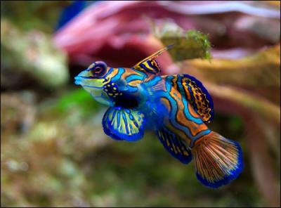 Ce superbe poisson passe sa vie ... (cliquez sur les photos pour les agrandir, elles sont magnifiques ! )
