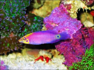 De quoi se nourrit ce spcimen ?