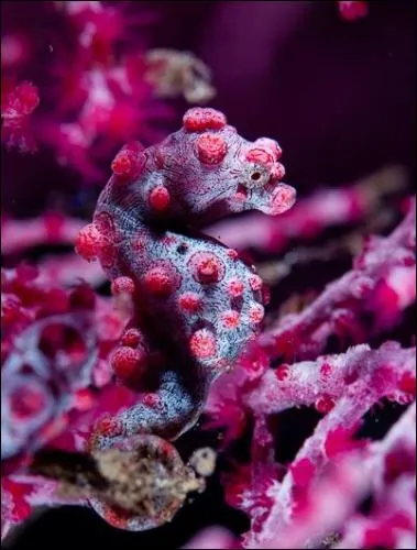 Quelle est la caractristique trs spciale des hippocampes ?