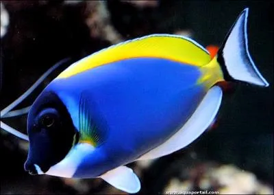 Laquelle de ces affirmations sur les poissons chirurgiens est fausse ?