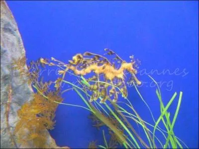 Ce n'est peut-tre pas le plus beau, mais il est trs rare. Comment s'appelle-t-il ?